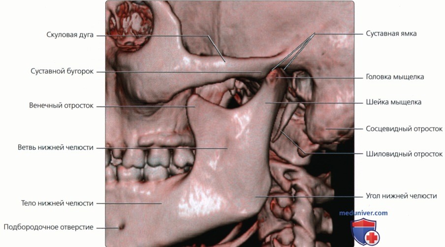 Лучевая анатомия, методы исследования верхней челюсти, нижней челюсти, височно-нижнечелюстного сустава