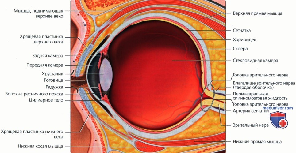 Введение в лучевую диагностику глазницы: лучевая анатомия, методы исследования