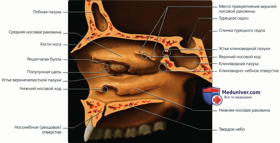 Введение в лучевую диагностику носа и придаточных пазух: лучевая анатомия, методы исследования