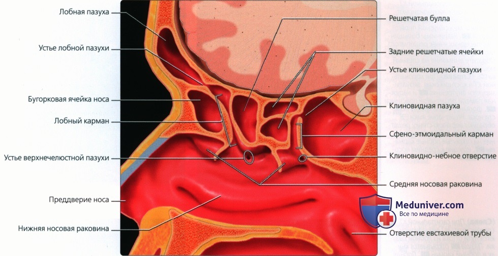 Введение в лучевую диагностику носа и придаточных пазух: лучевая анатомия, методы исследования