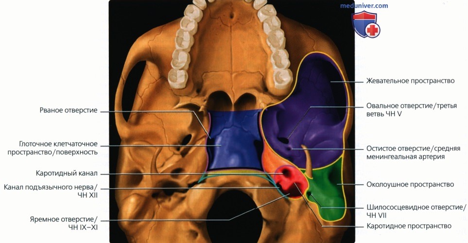 Введение в лучевую диагностику основания черепа: лучевая анатомия, методы исследования