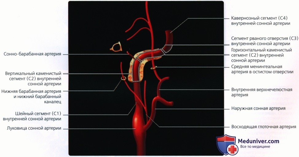 Введение в лучевую диагностику патологии височной кости: лучевая анатомия, методы исследования