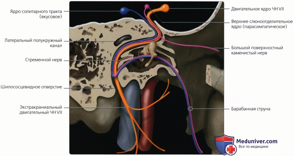 Введение в лучевую диагностику патологии височной кости: лучевая анатомия, методы исследования