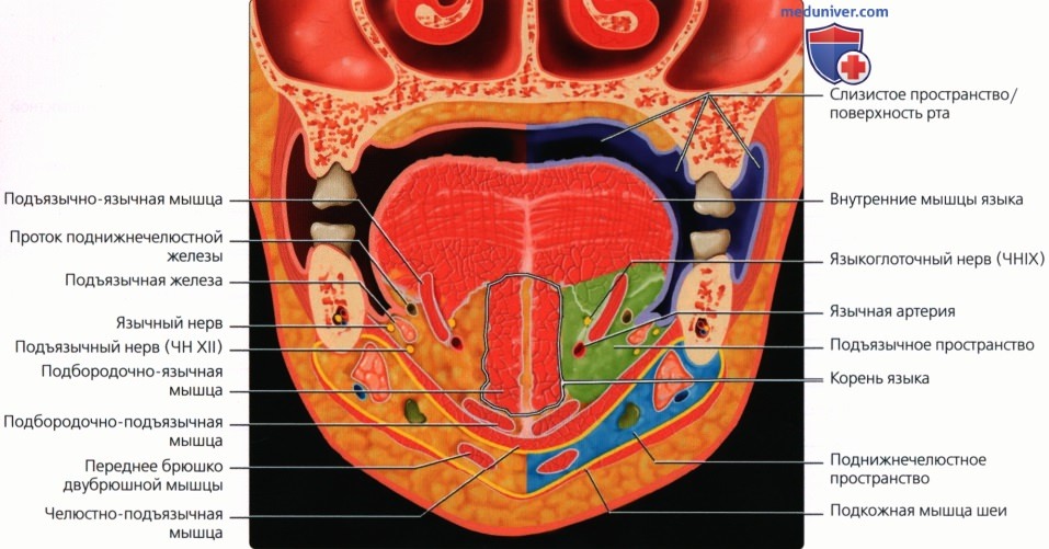 Введение в лучевую диагностику полости рта: лучевая анатомия, методы исследования