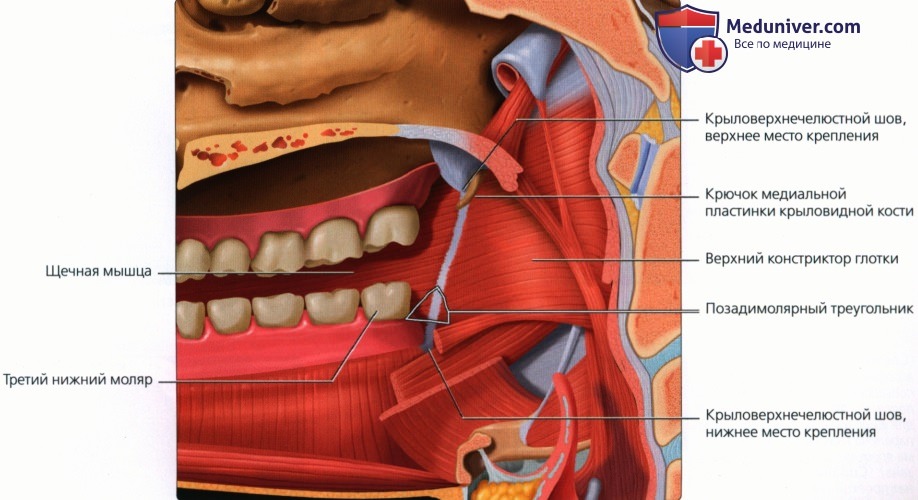 Введение в лучевую диагностику полости рта: лучевая анатомия, методы исследования