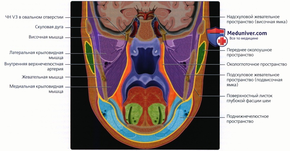 Введение в лучевую диагностику жевательного пространства: лучевая анатомия, методы исследования
