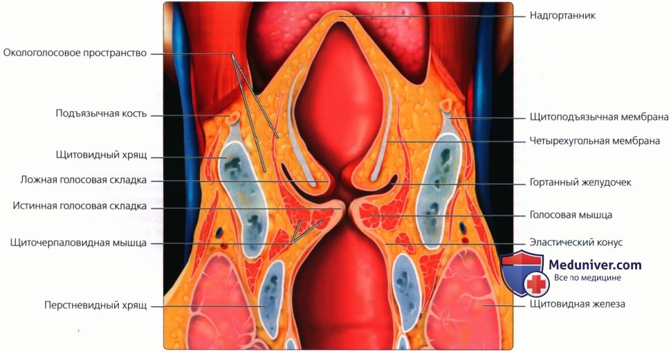Введение в лучевую диагностику гортаноглотки, гортани, трахеи: лучевая анатомия, методы исследования