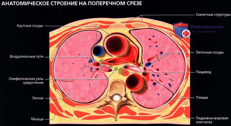 КТ анатомия грудной клетки в норме