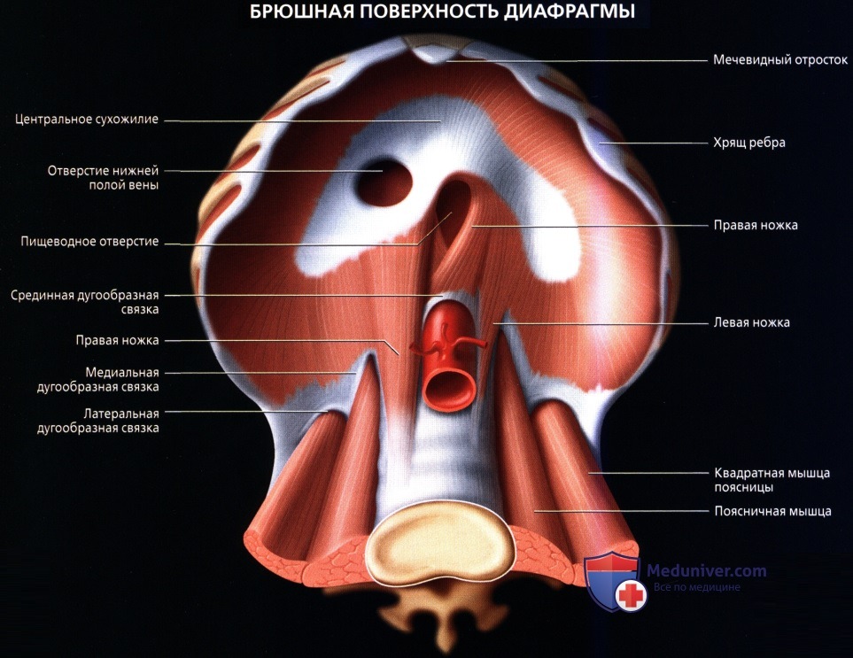 Лучевая анатомия (КТ, МРТ анатомия) диафрагмы