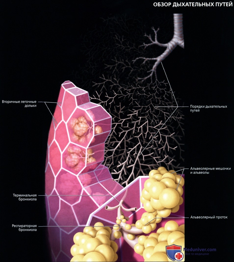 Лучевая анатомия дыхательных путей