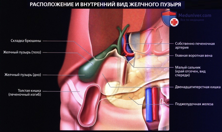 luchevaia anatomia gelchevivodiachei sistemi 1