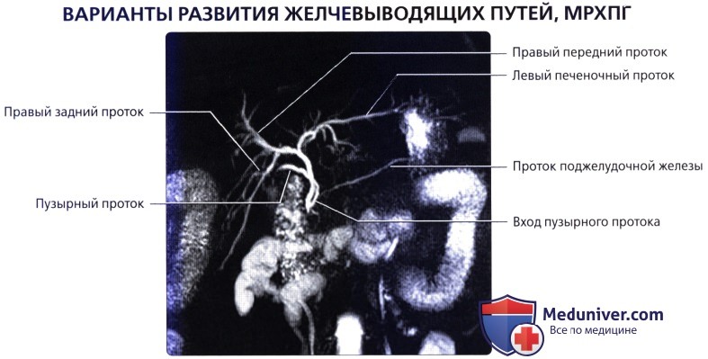 luchevaia anatomia gelchevivodiachei sistemi 12