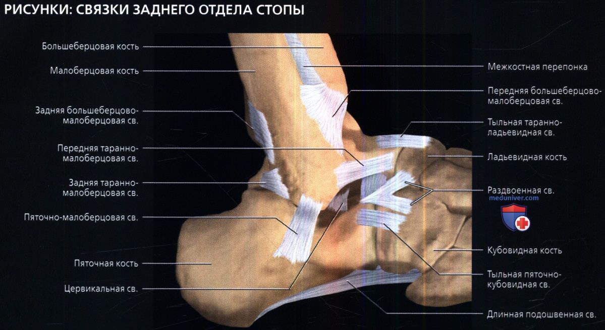 Строение пяточной кости человека фото с описанием