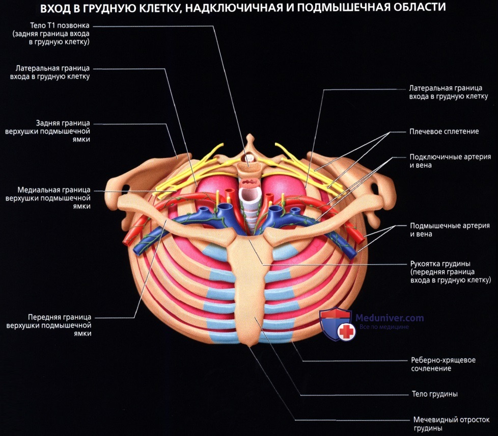 Лучевая анатомия (КТ, МРТ анатомия) грудной стенки