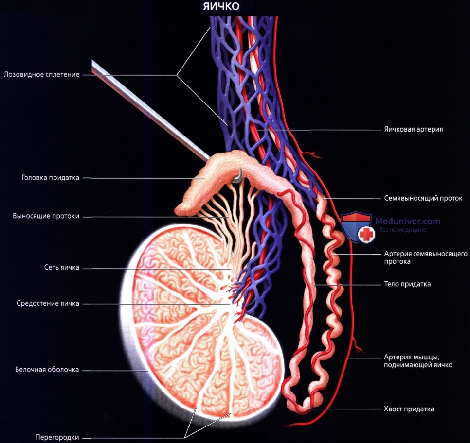 Лучевая анатомия (КТ, МРТ анатомия) яичек и мошонки