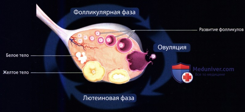 Лучевая анатомия (КТ, МРТ анатомия) яичника