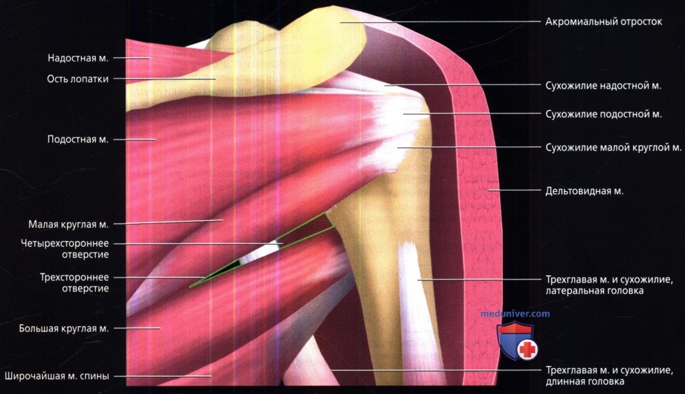 Анатомия плечевого сустава и мышц плеча в картинках