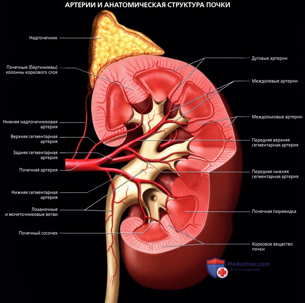 Лучевая анатомия (КТ, МРТ анатомия) почки