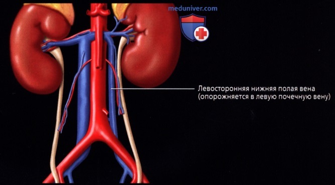 Лучевая анатомия (КТ, МРТ анатомия) почки