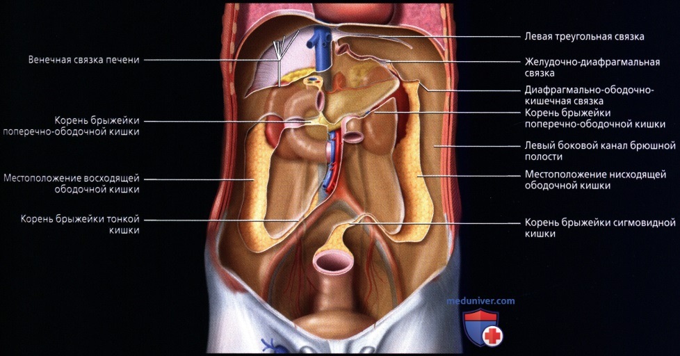 Лучевая анатомия (КТ, МРТ анатомия) полости брюшины