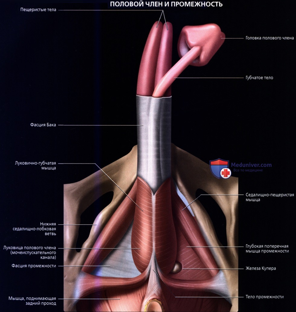 Лучевая анатомия (КТ, МРТ анатомия) полового члена и мочеиспускательного канала