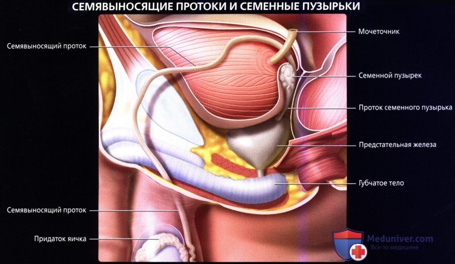 prostata anatomie mrt