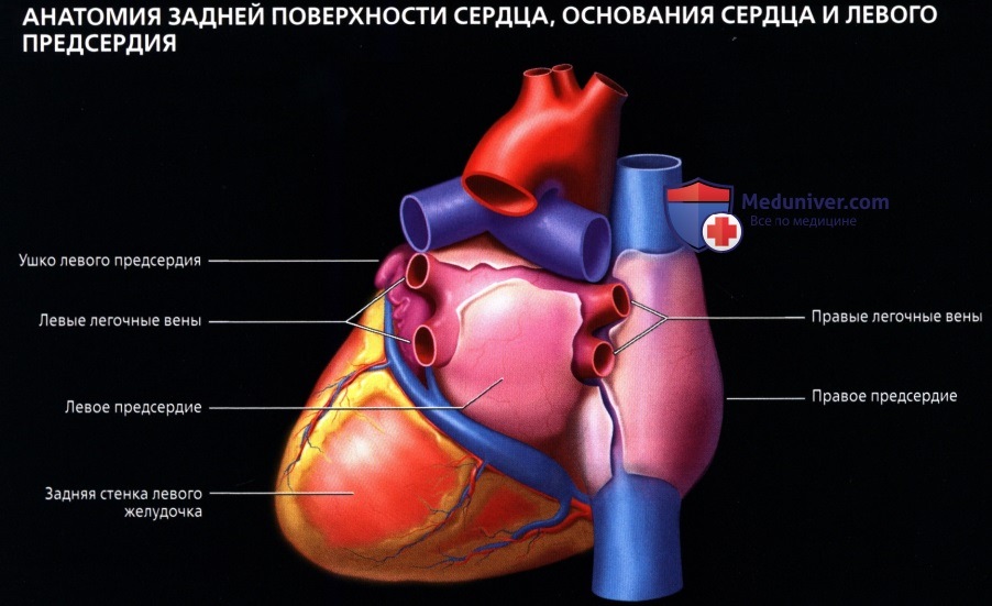 Лучевая анатомия (рентген, КТ, МРТ анатомия) сердца