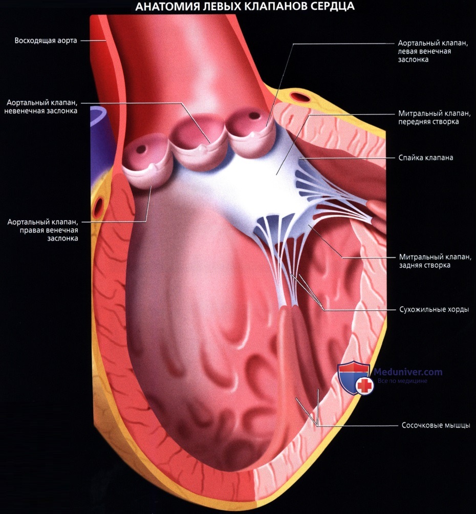 Лучевая анатомия (рентген, КТ, МРТ анатомия) сердца