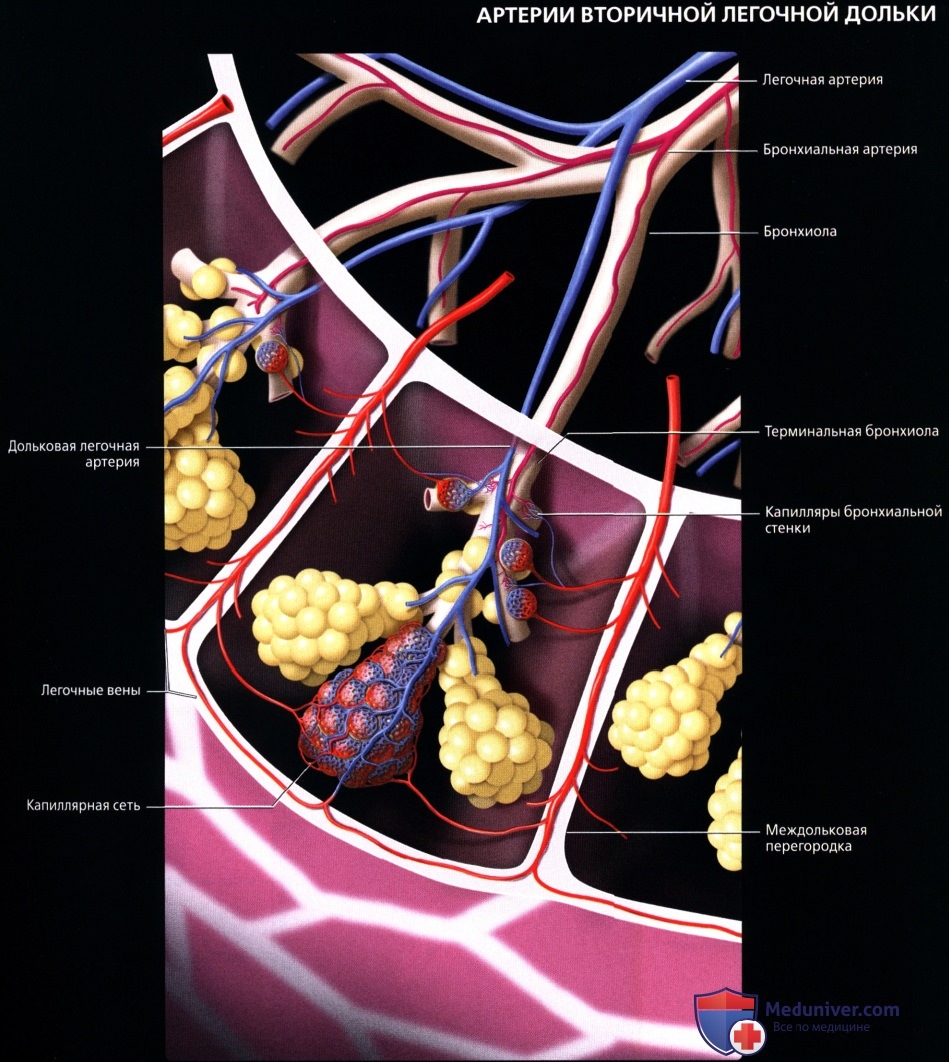 Лучевая анатомия (КТ анатомия) сосудов легких
