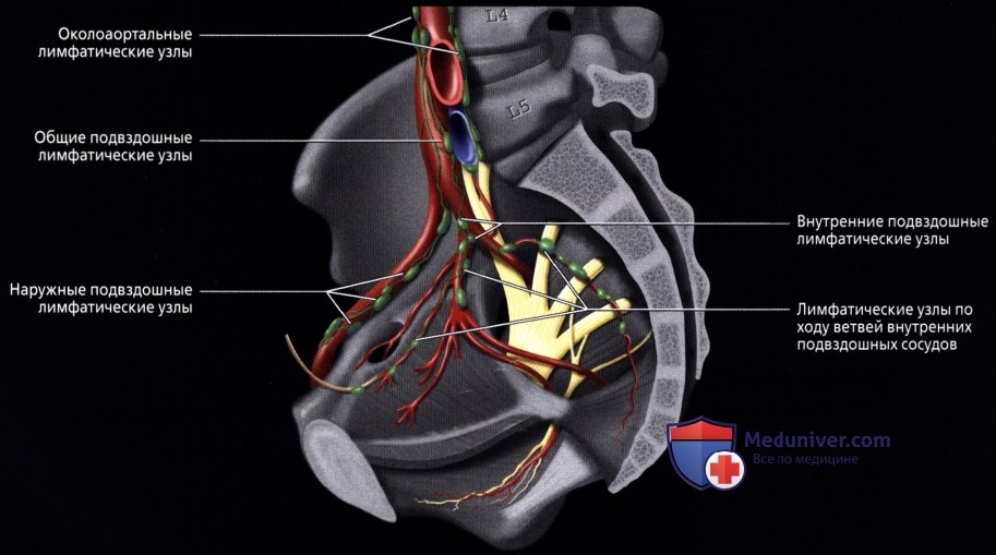 Лучевая анатомия (КТ, МРТ анатомия) сосудов, лимфатических узлов, нервов полости таза