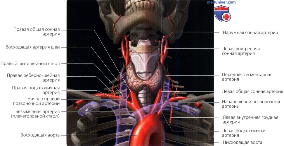 Артерии позвоночника грудного отдела позвоночника thumbnail