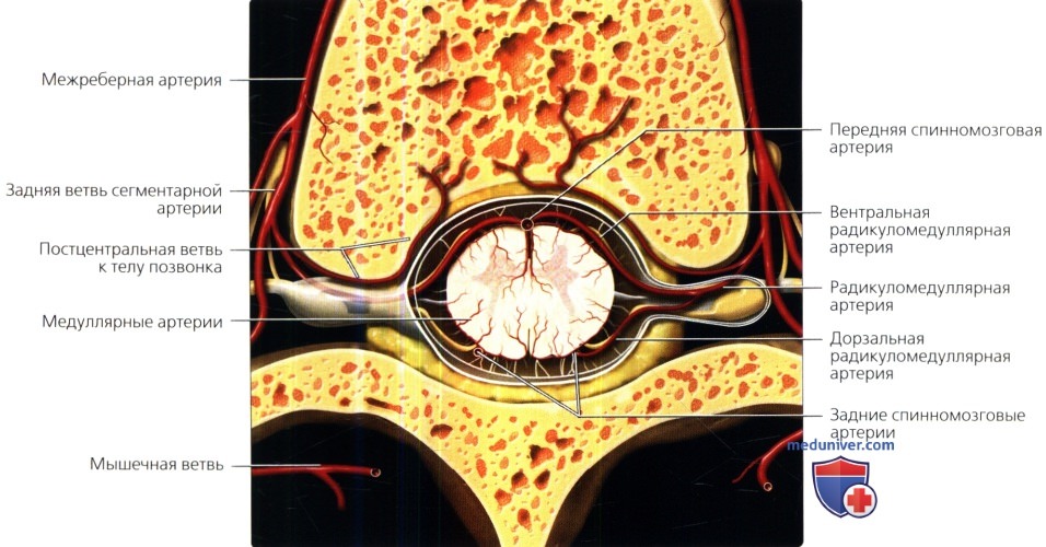 Лучевая анатомия кровеносных сосудов позвоночника