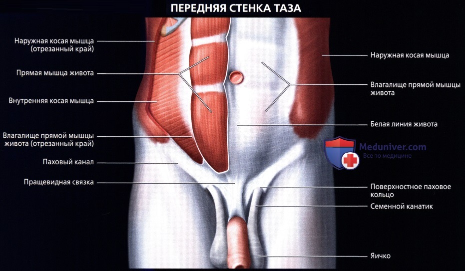 Лучевая анатомия (КТ, МРТ анатомия) стенок таза и тазового дна у мужчин