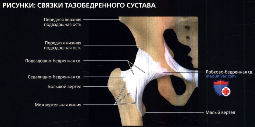 Лучевая анатомия тазобедренного сустава