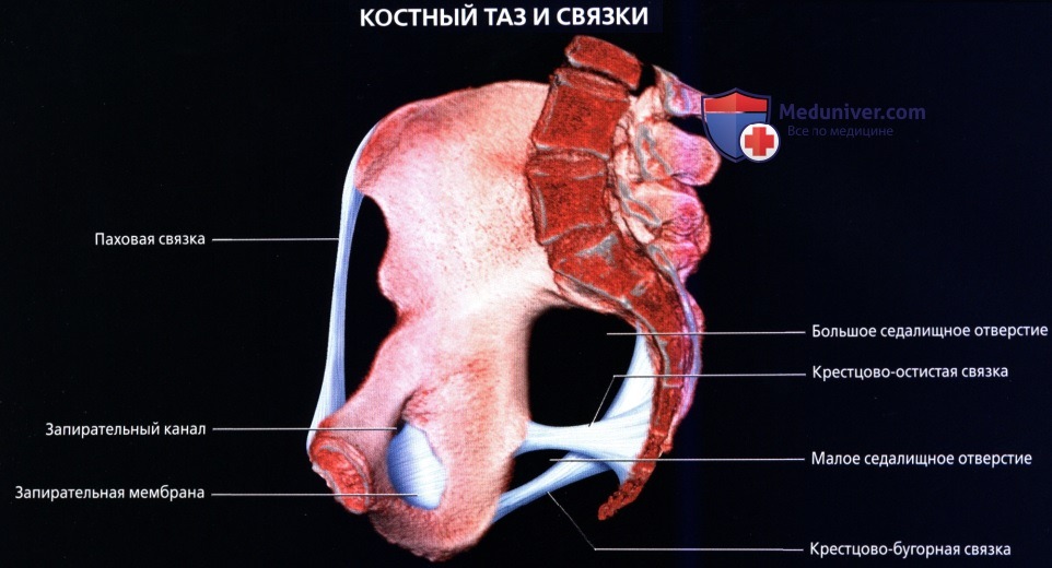 Лучевая анатомия (КТ, МРТ анатомия) тазового дна у женщин
