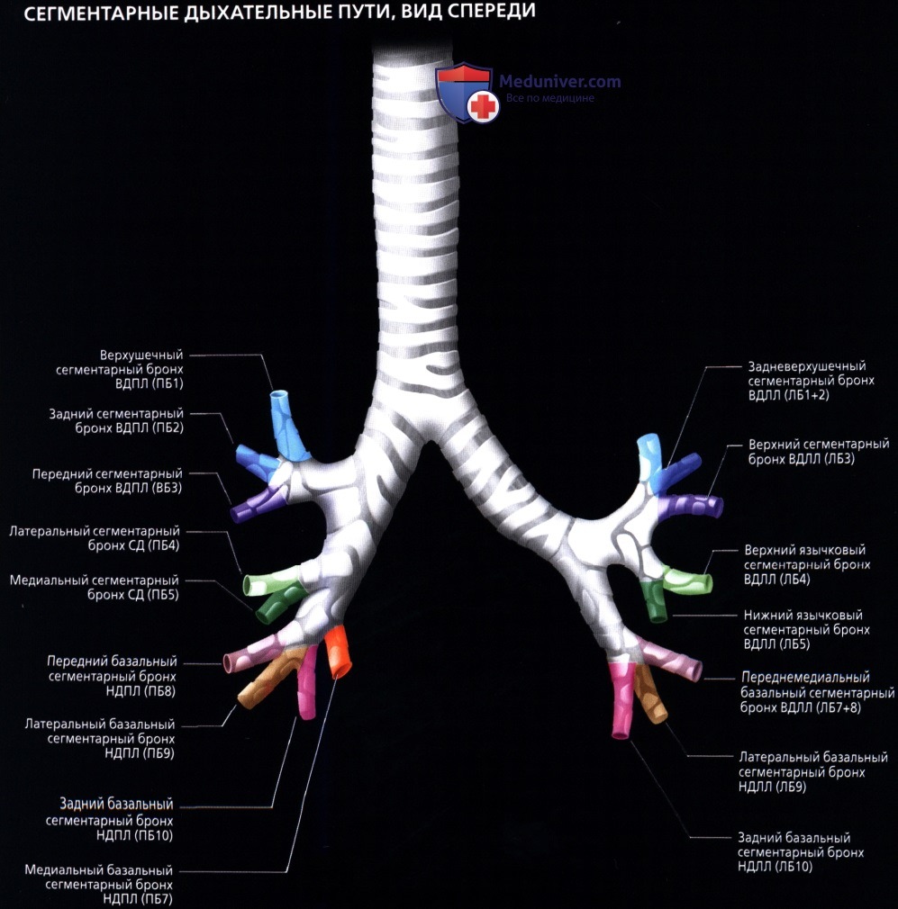 Лучевая анатомия (рентген, КТ анатомия) трахеи и бронхов