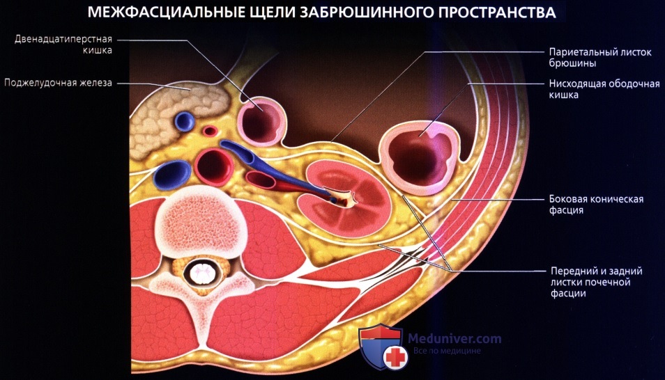 Лучевая анатомия (КТ, МРТ анатомия) забрюшинного пространства
