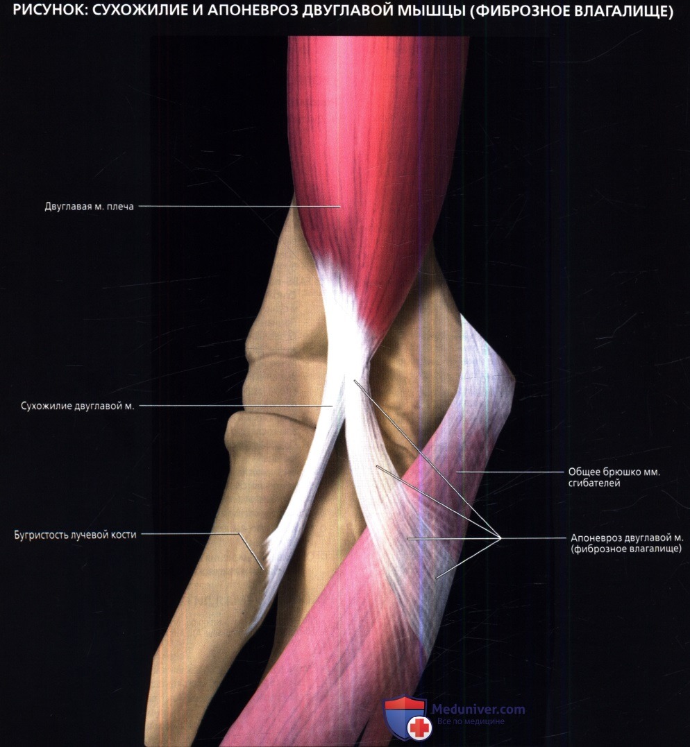 Лучевая анатомия мышц и сухожилий локтевого сустава