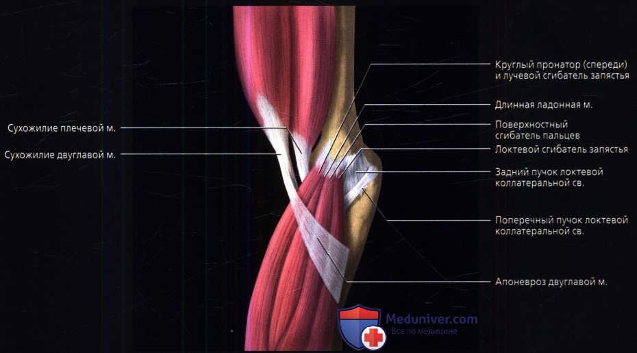 Лучевая анатомия мышц и сухожилий локтевого сустава