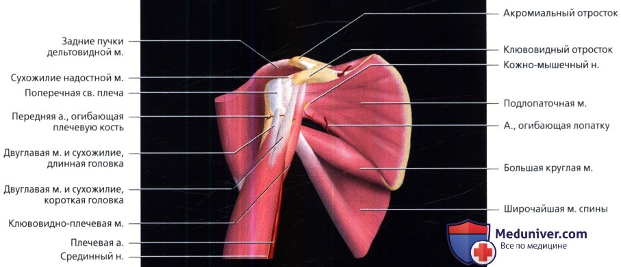 МРТ плечевого сустава в норме в аксиальной проекции