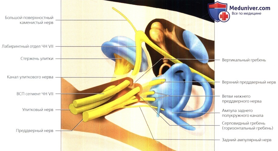 Анатомия мостомозжечкового угла (ММУ) и внутреннего слухового прохода (ВСП)