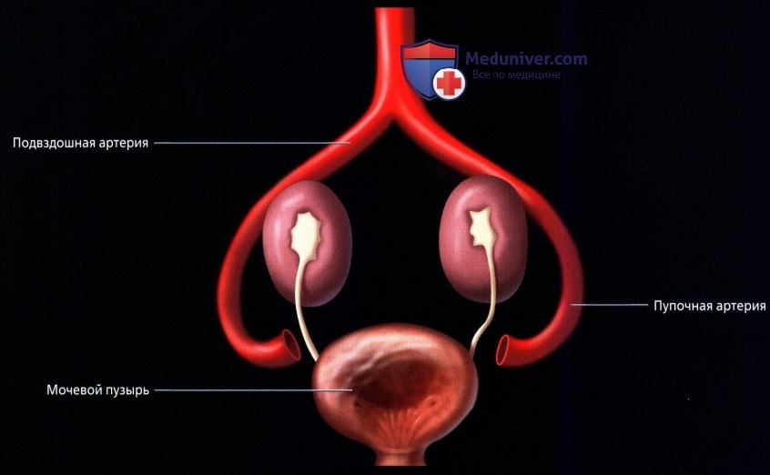Развитие органов брюшной полости человека с момента зачатия до рождения