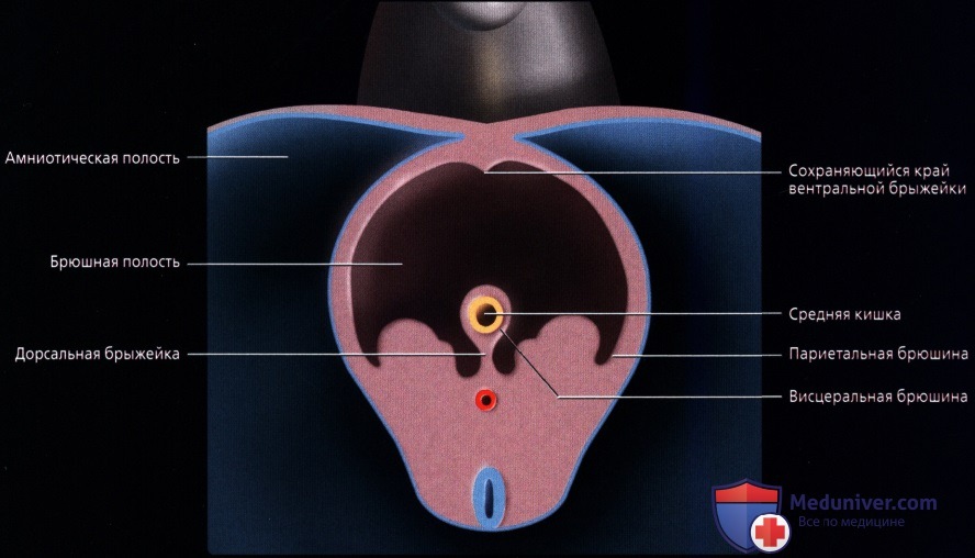 Развитие органов брюшной полости человека с момента зачатия до рождения