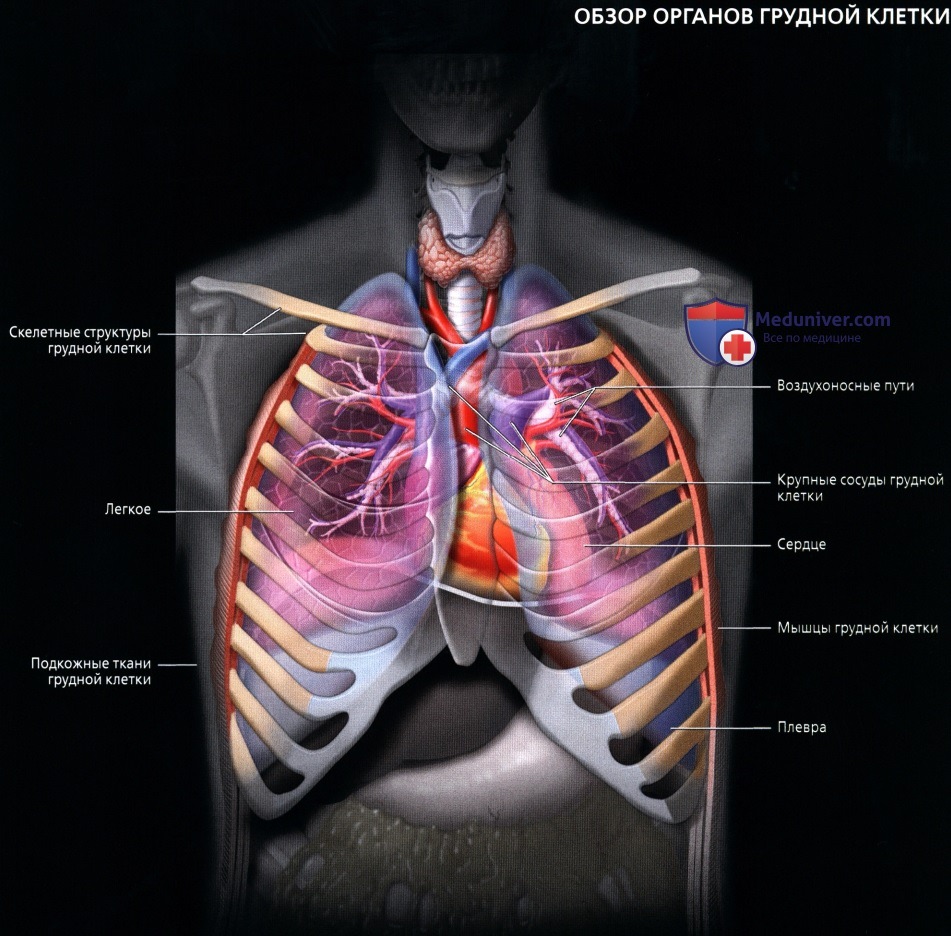Оценка рентгенограммы грудной клетки в норме