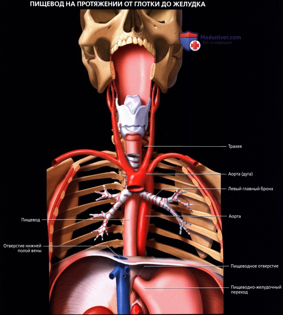Лучевая анатомия (рентген, КТ анатомия) пищевода