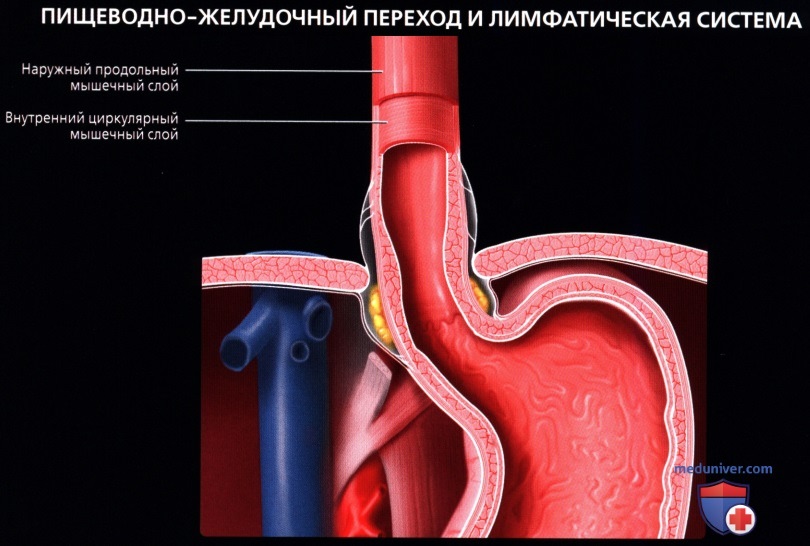 Лучевая анатомия (рентген, КТ анатомия) пищевода