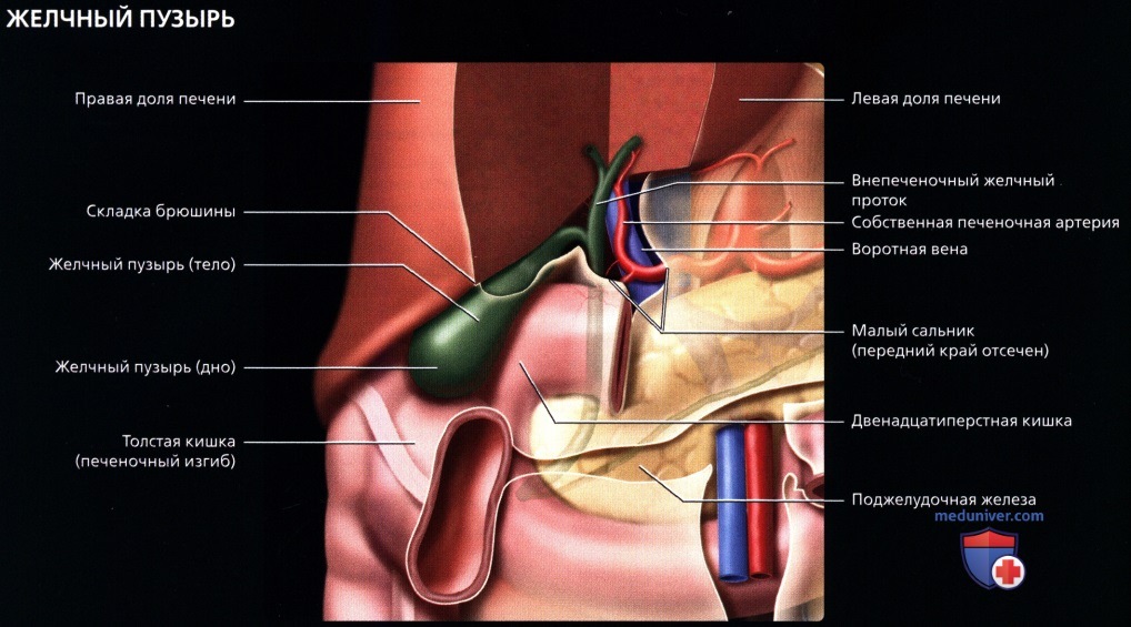 УЗИ анатомия желчных путей (биллиарного тракта) в норме