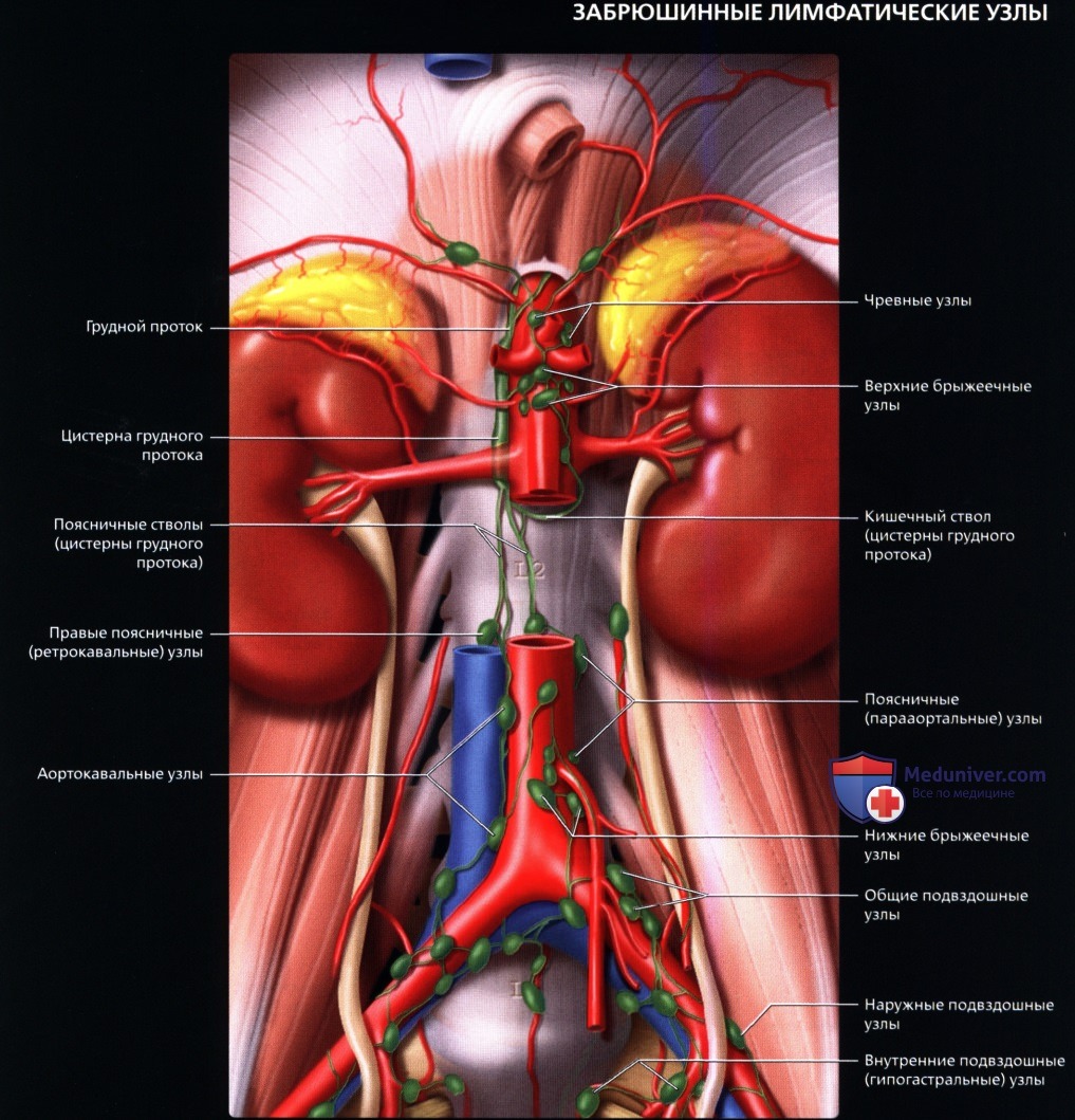 УЗИ лимфатических узлов брюшной полости в норме