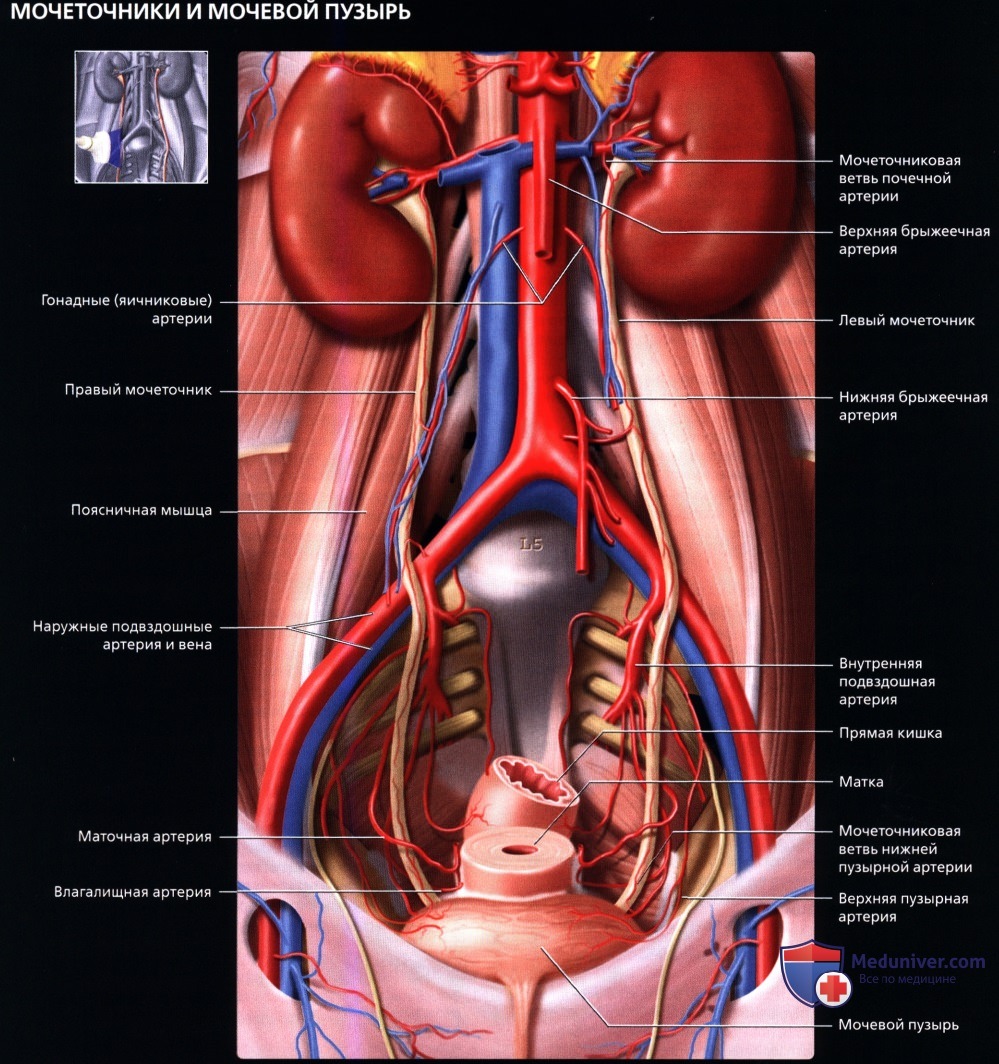 УЗИ анатомия мочеточника и мочевого пузыря в норме