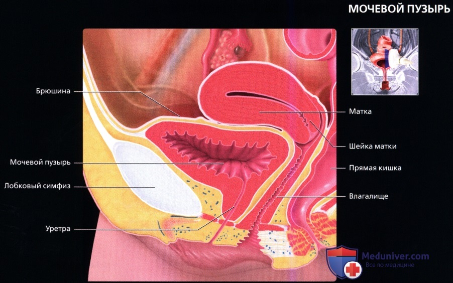 УЗИ анатомия мочеточника и мочевого пузыря в норме